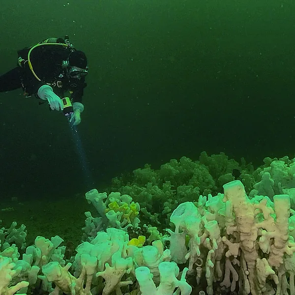 A scuba diver hovers over an ancient glass sponge reef in Howe Sound.