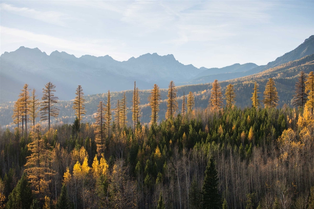 Golden larches in the mountains of Fernie