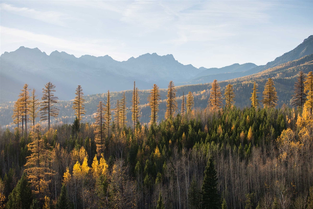 Golden larches in the mountains of Fernie