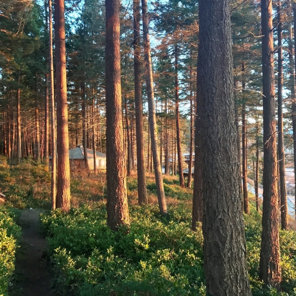 Sunlight through the trees in the forest. A building (Hollyhock) is seen through the trees.
