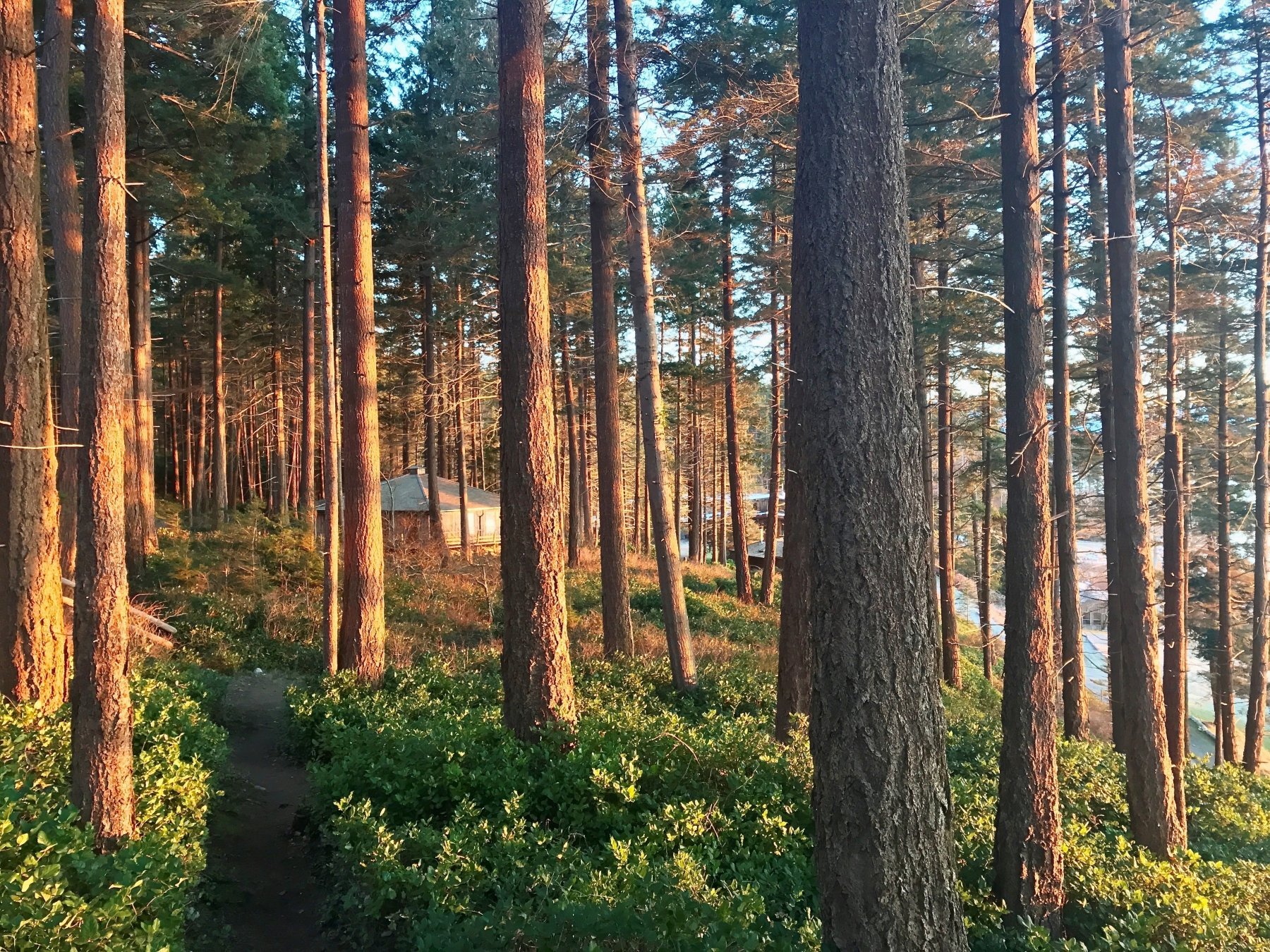 Sunlight through the trees in the forest. A building (Hollyhock) is seen through the trees.