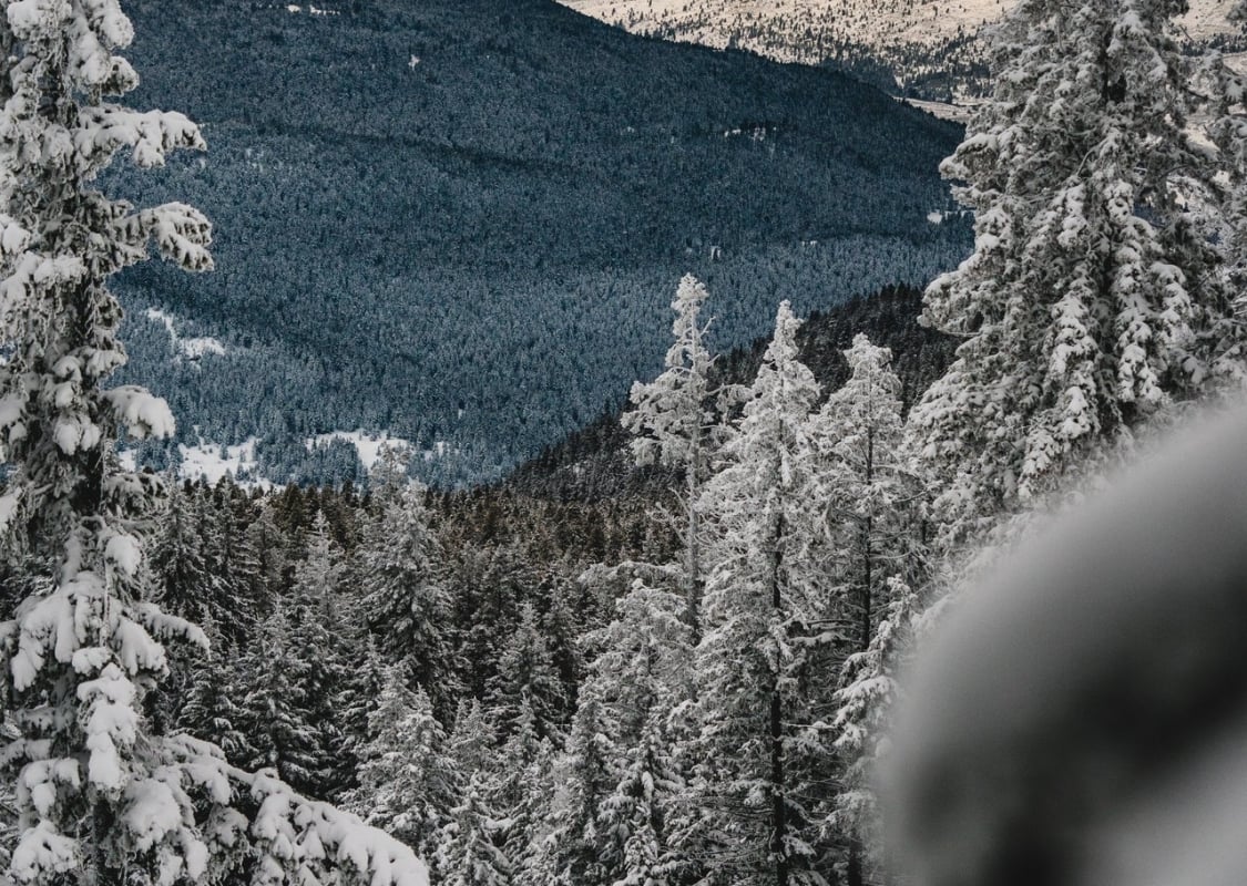 Downhill skier descending through the trees at Harper Mountain near Kamloops | Dylan Sherrard