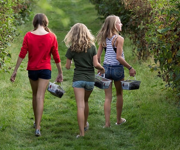 Girls picking strawbwerries