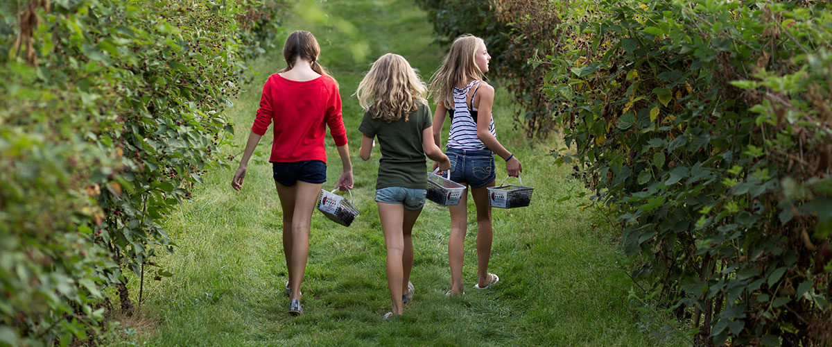 Girls picking strawbwerries