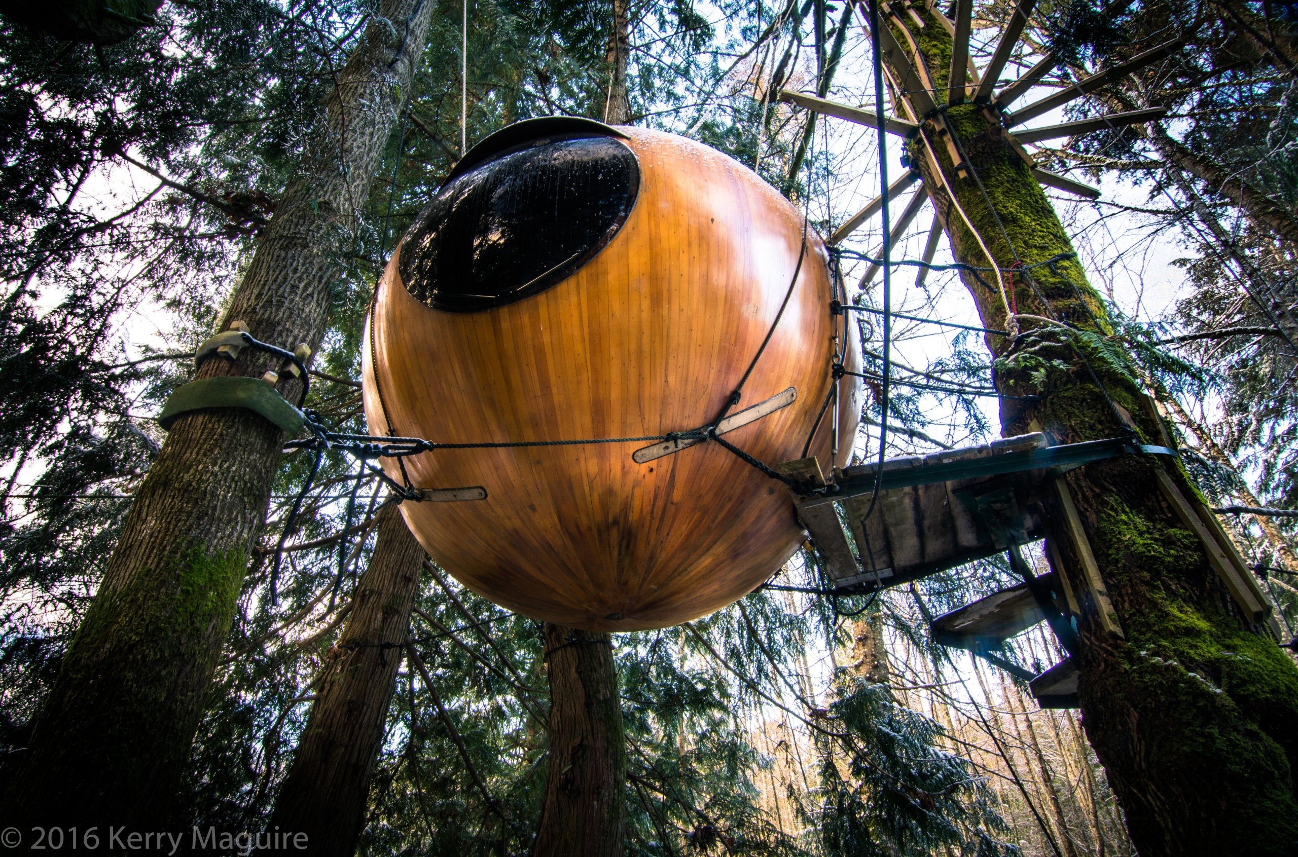 A Free Spirit Sphere hoisted up and held between trees. The sphere is yellow in colour and has one circular window in the centre.