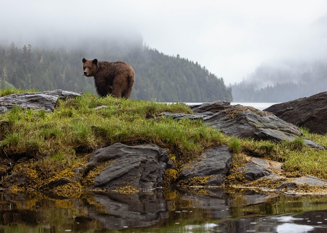 Ein Grizzlybär steht an der felsigen Küste des Khutzeymateen/K’tzim-a-deen Grizzly Sanctuary, im Hintergrund der nebelverhangene gemäßigte Küstenregenwald in der Nähe von Prince Rupert.