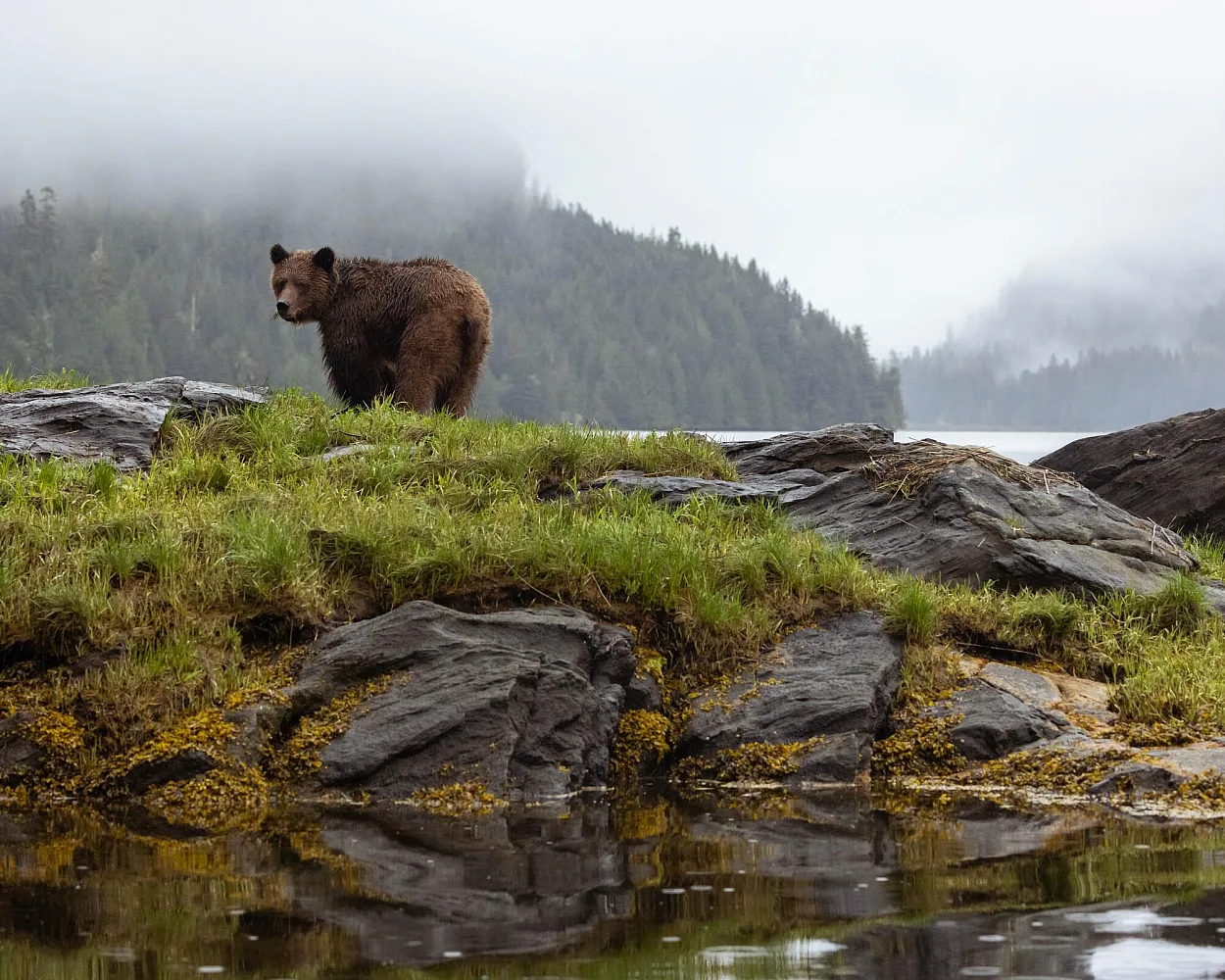 Ein Grizzlybär steht an der felsigen Küste des Khutzeymateen/K’tzim-a-deen Grizzly Sanctuary, im Hintergrund der nebelverhangene gemäßigte Küstenregenwald in der Nähe von Prince Rupert.
