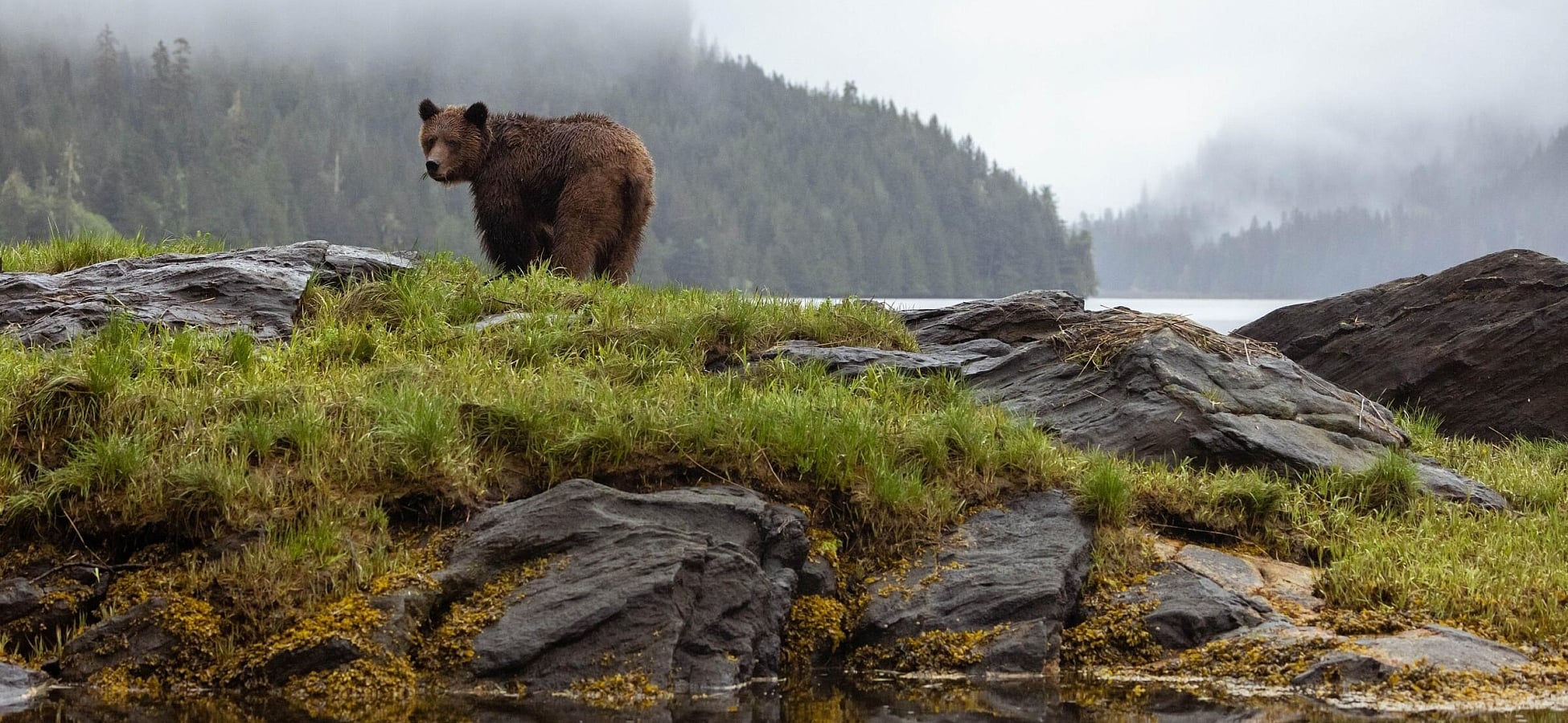 Un oso pardo se encuentra junto a la costa rocosa del Santuario de Osos Pardo de Khutzeymateen/K’tzim-a-deen, con bosque lluvioso templado costero cubierto de niebla bosque lluvioso fondo, cerca de Prince Rupert.