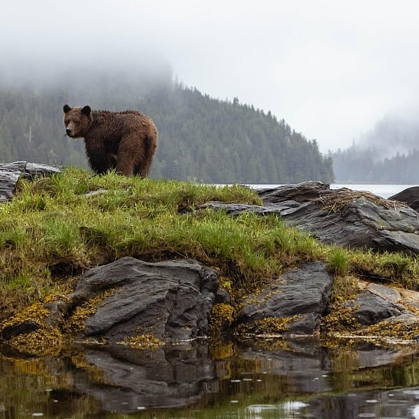Un oso pardo se encuentra junto a la costa rocosa del Santuario de Osos Pardo de Khutzeymateen/K’tzim-a-deen, con bosque lluvioso templado costero cubierto de niebla bosque lluvioso fondo, cerca de Prince Rupert.