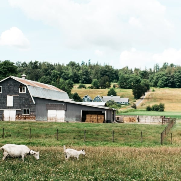 Milner Valley Cheese in Langley