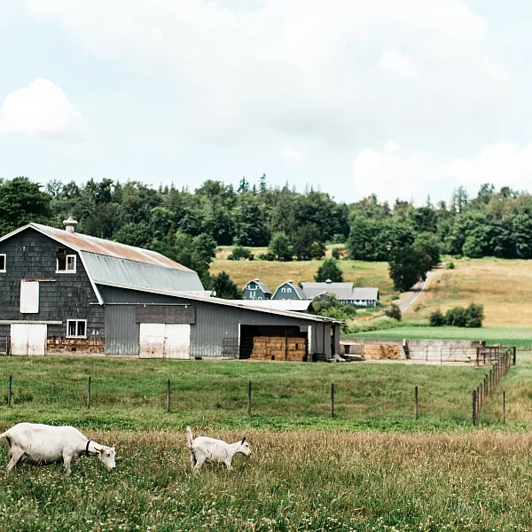 Milner Valley Cheese in Langley