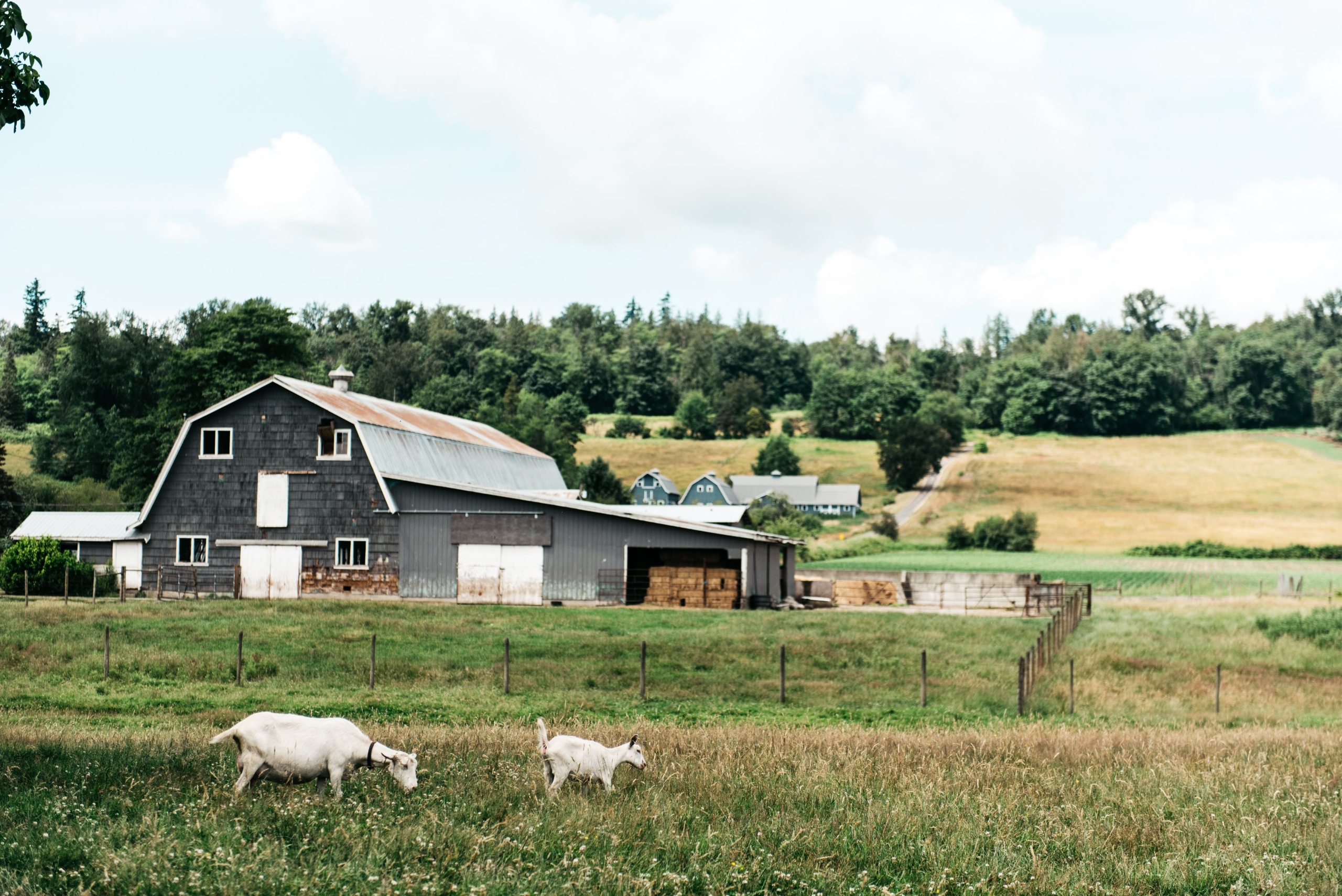 Milner Valley Cheese in Langley