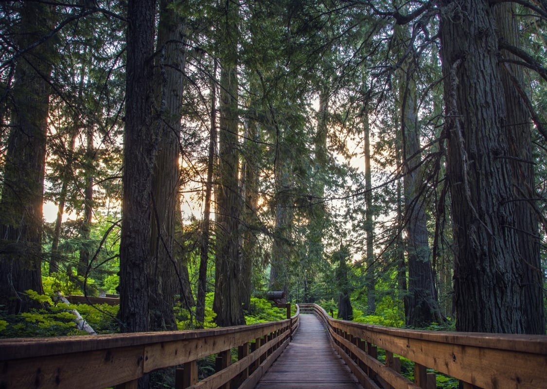 A wooden boardwalk through the trees. The sun is setting behind them.