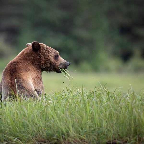 Un oso pardo comiendo juncos cerca de Prince Rupert.
