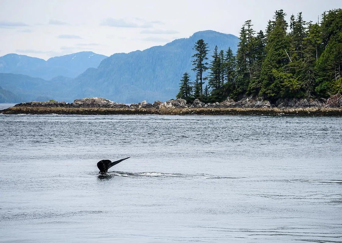 Ein Buckelwal taucht am Eingang zum Work Channel im Norden von British Columbia ab