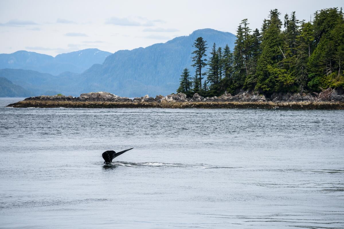 Una ballena jorobada se sumerge en la entrada del canal Work, en el norte de Columbia Británica
