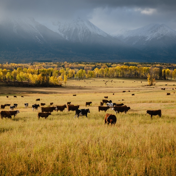 Bulkley Valley | Marty Clemens