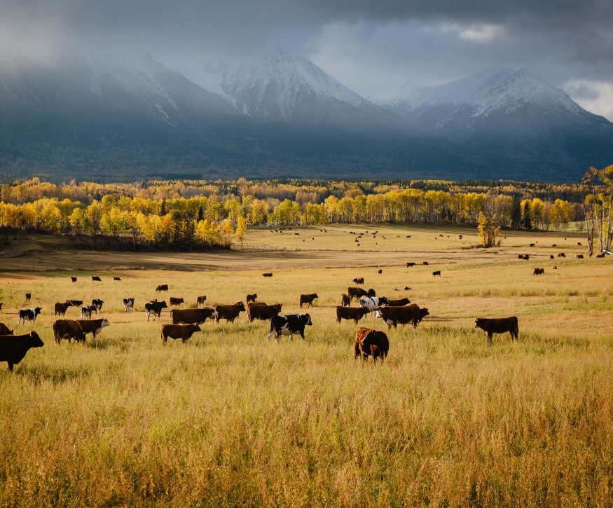 Bulkley Valley | Marty Clemens