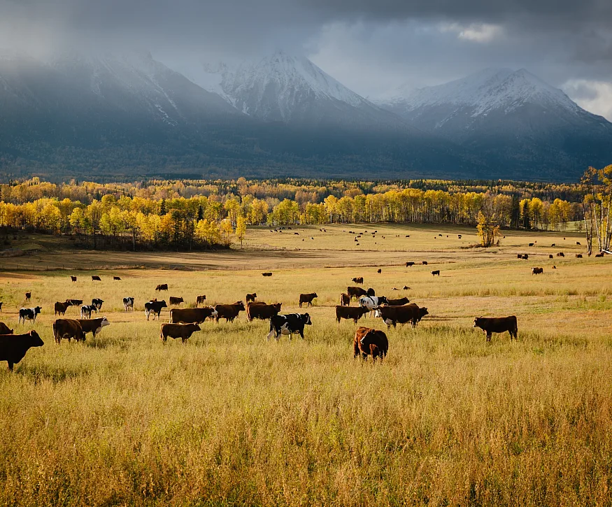 Bulkley Valley | Marty Clemens