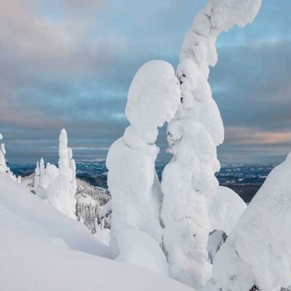 A skier glides through powder with trees blanketed with snow that look like snow ghosts.