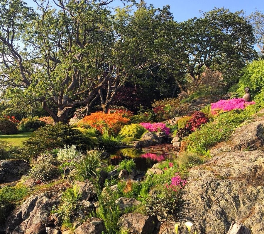 Frühlingsblüten in Rosatönen wachsen aus einem Felsvorsprung