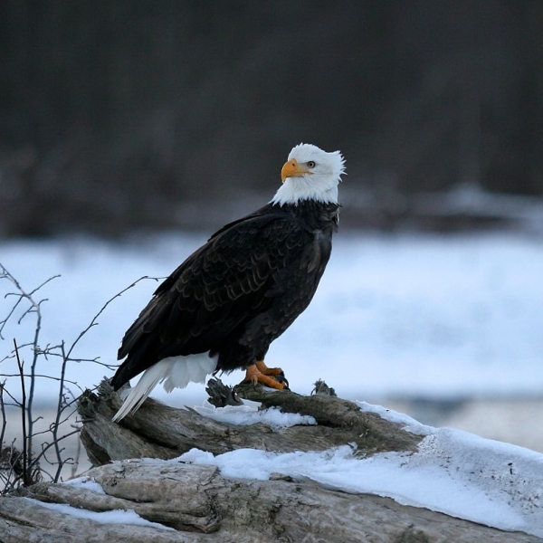 Eagle in Squamish