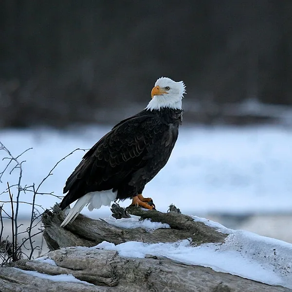 Eagle in Squamish