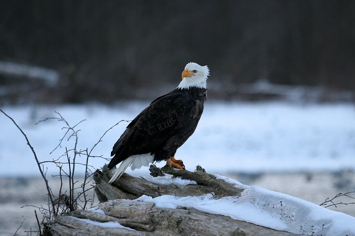 Eagle in Squamish