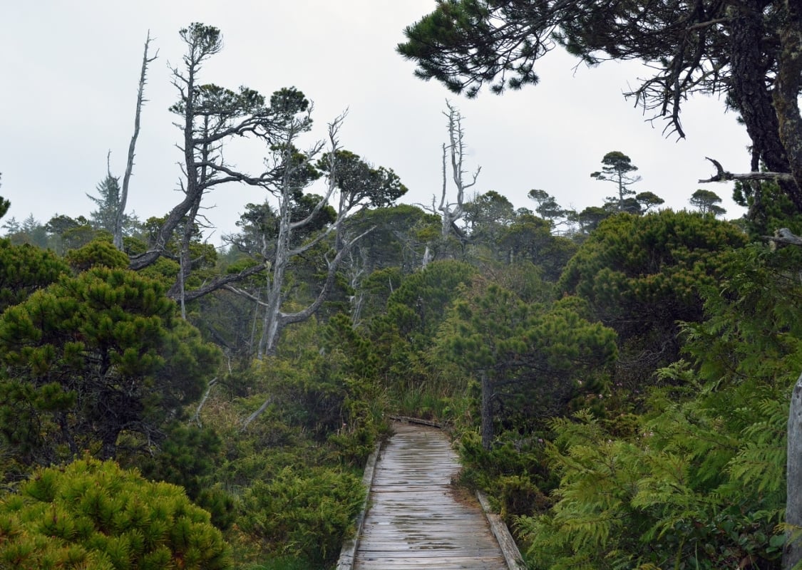 A boardwalk through the forest on a wet day.