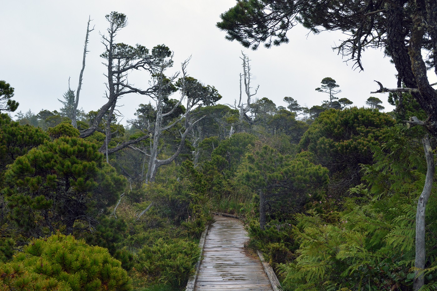 A boardwalk through the forest on a wet day.