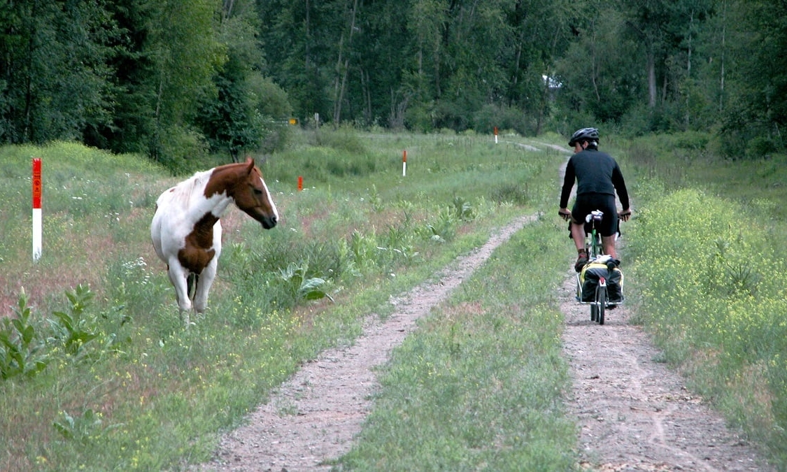 A person on a bike is riding away from the camera on a narrow gravel trail through a field. Looking back at him is a brown and white horse walking toward the camera.