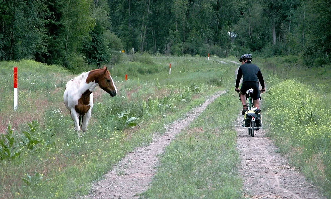 A person on a bike is riding away from the camera on a narrow gravel trail through a field. Looking back at him is a brown and white horse walking toward the camera.