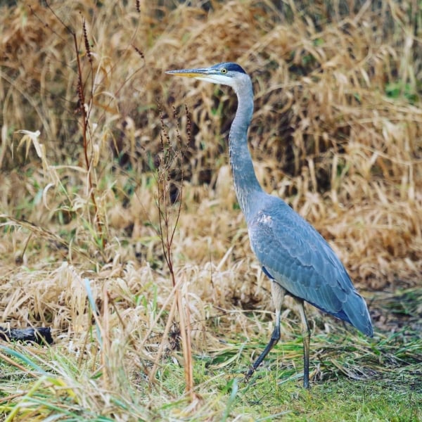 A Blue Heron in the grass at at Garry Point Park, Richmond