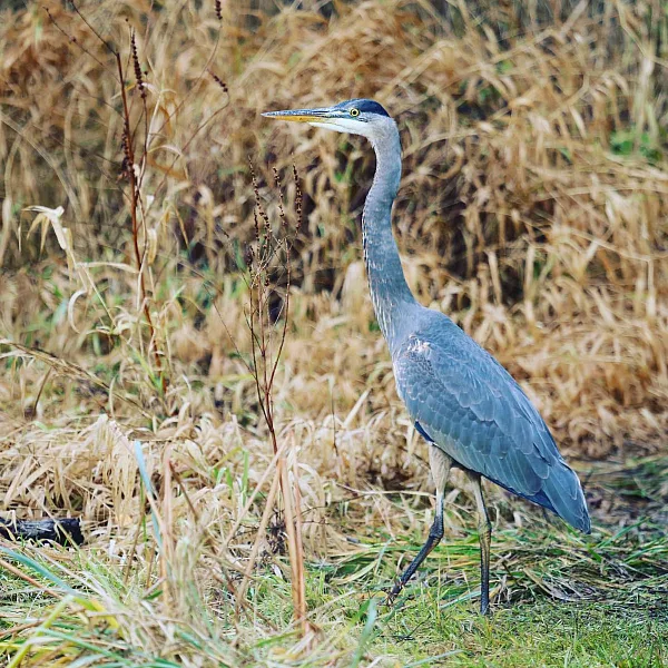A Blue Heron in the grass at at Garry Point Park, Richmond