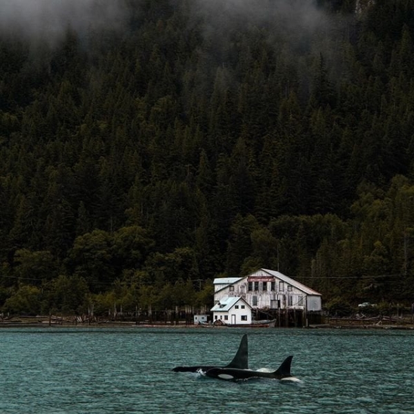 Two orcas swim in the ocean near Bella Coola