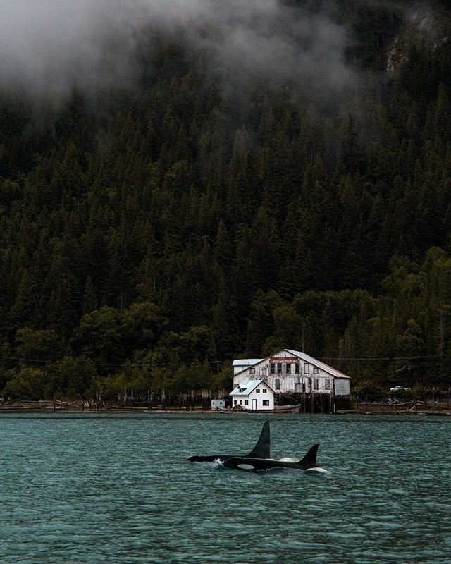 Two orcas swim in the ocean near Bella Coola