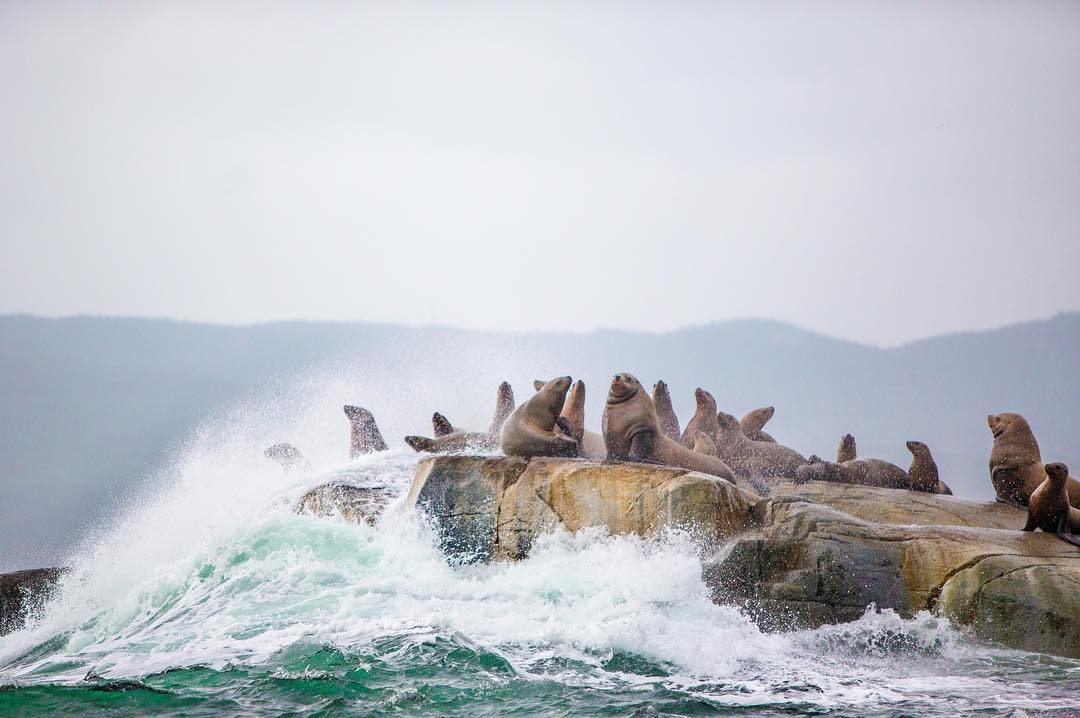 Sea Lions sitting on a large rock jutting out of the water. The ocean sprays up on them on a grey overcast day.