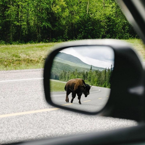 A glance into car's rear view mirror reveals a bison walking along the highway.