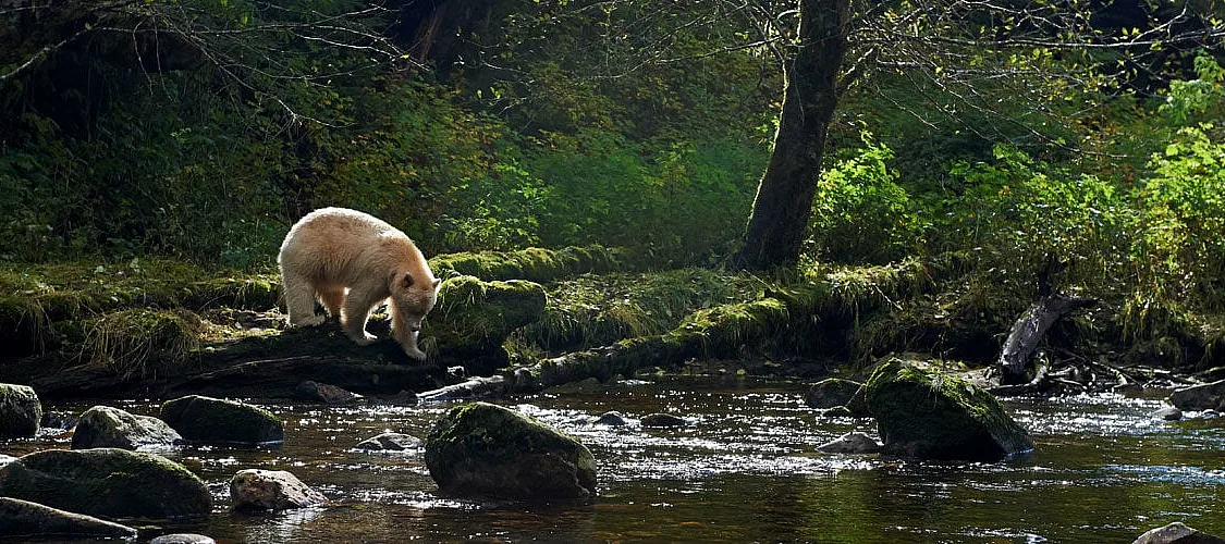 A white bear (Spirit bear) walks through the rainforest close to a river