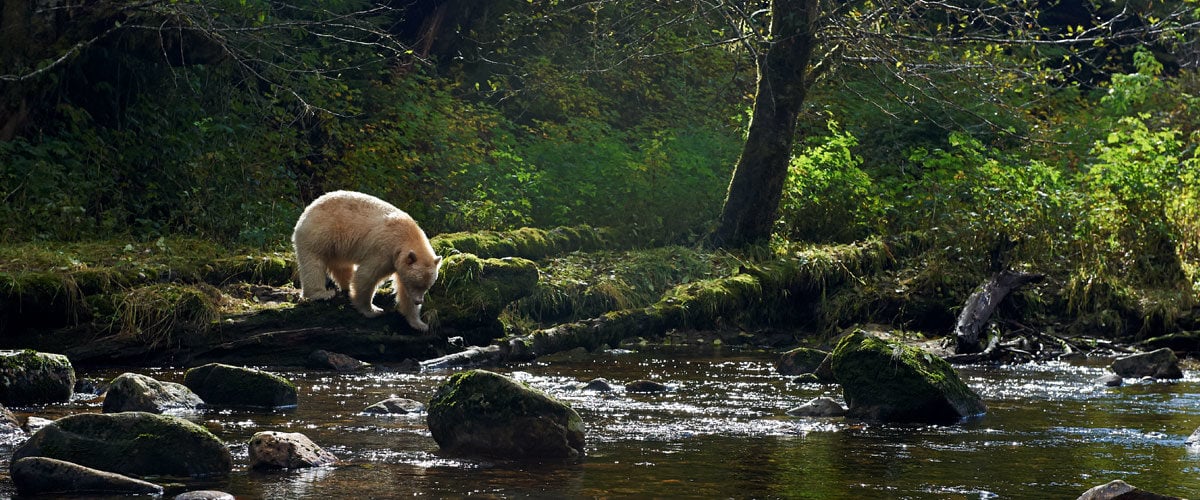 A white bear (Spirit bear) walks through the rainforest close to a river