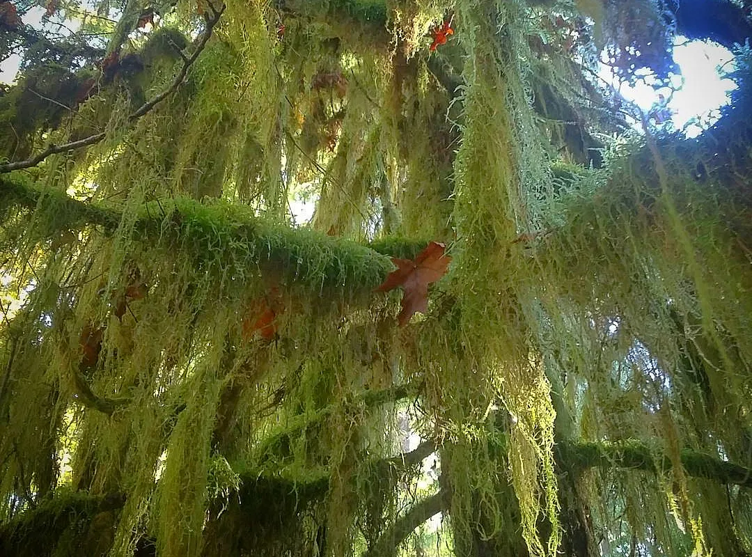 A close up of moss on an evergreen tree