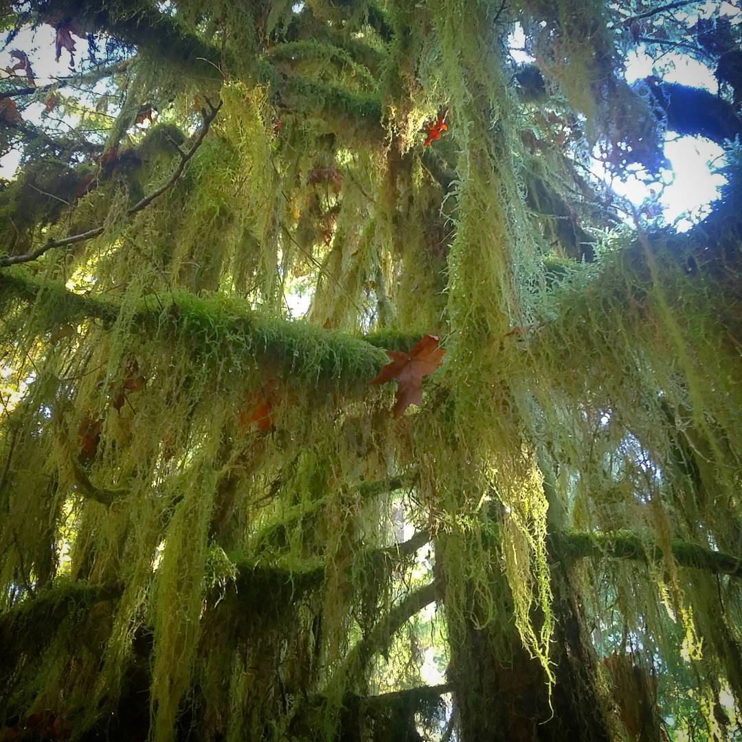 A close up of moss on an evergreen tree