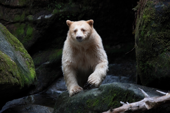 A spirit bear in British Columbia, Canada