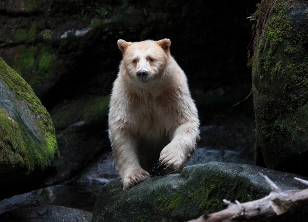 How to Visit the Great Bear Rainforest in BC: Where to Go and What to Do