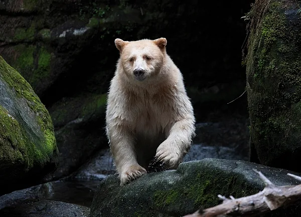 Cómo visitar el bosque lluvioso Great Bear bosque lluvioso Columbia Británica: dónde ir y qué hacer