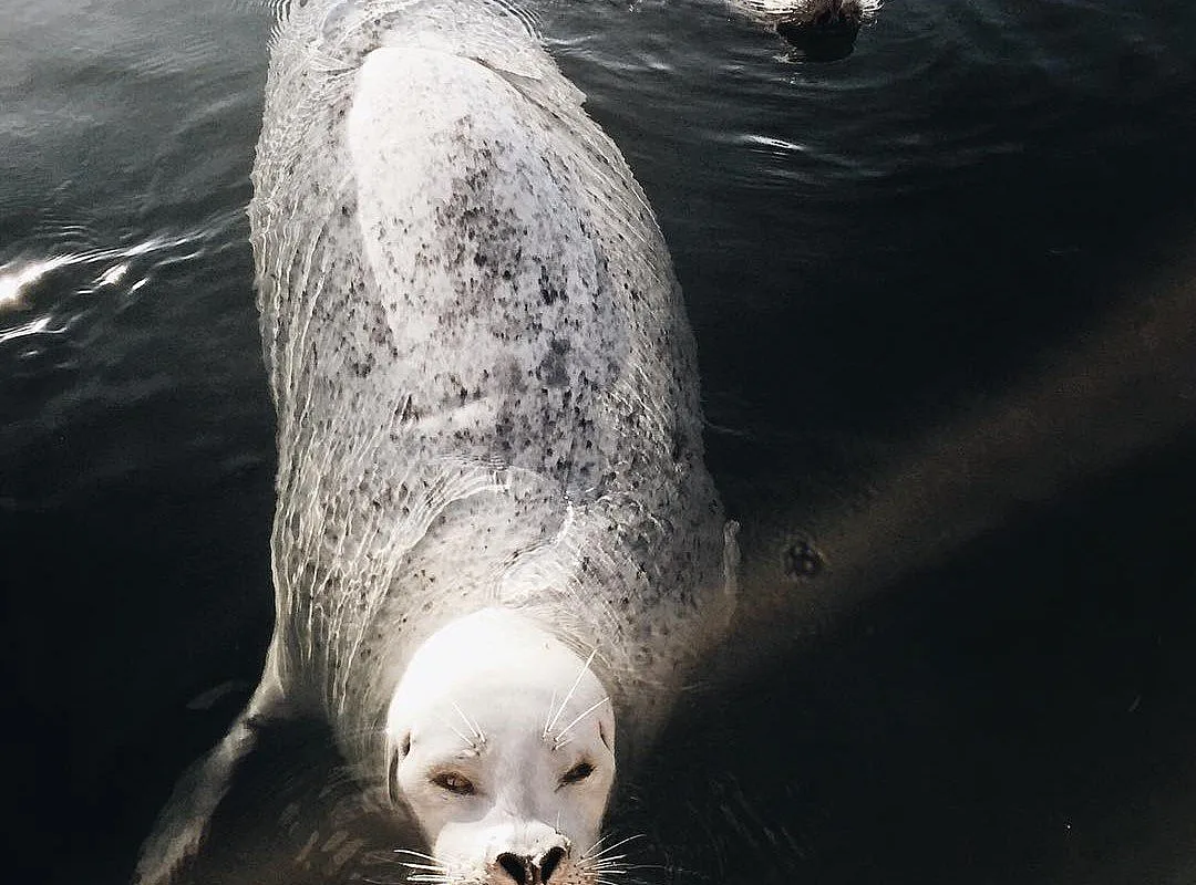 A close up of a Harbour seals at Oak Bay Marina