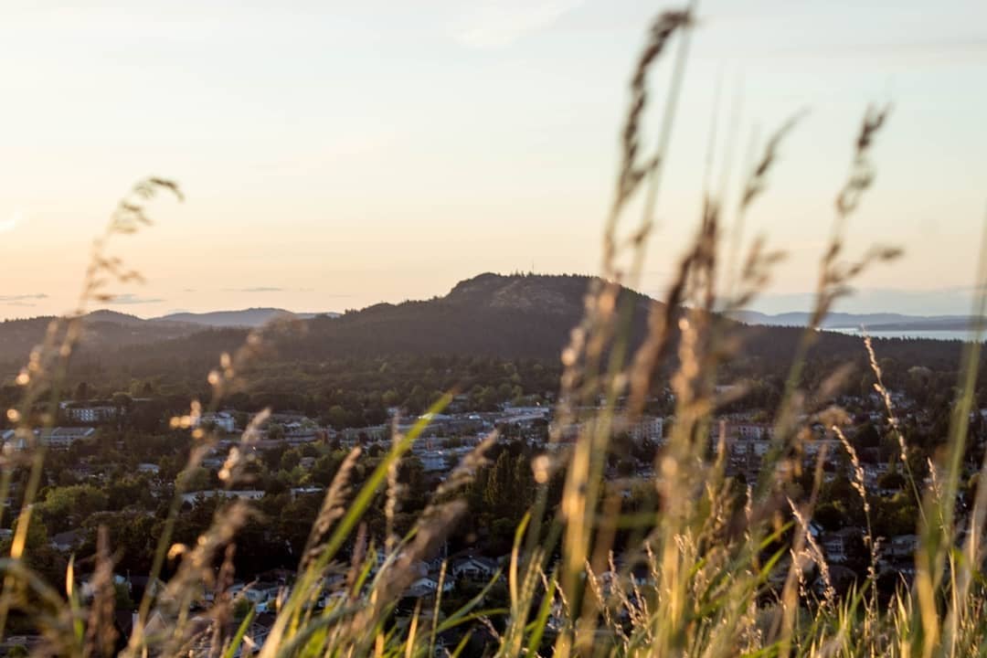 Mount Douglas at sunset with the town on the hillside. Tall blades of grass are in the foreground of the image.