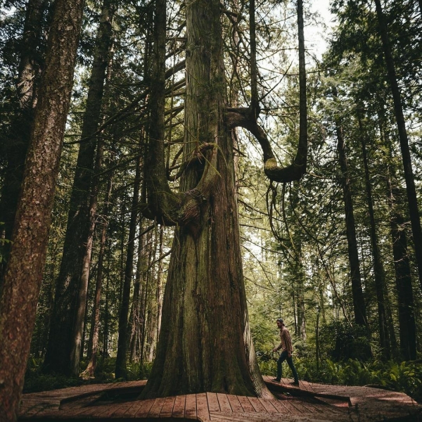 Durch den Wald auf Gabriola spazieren