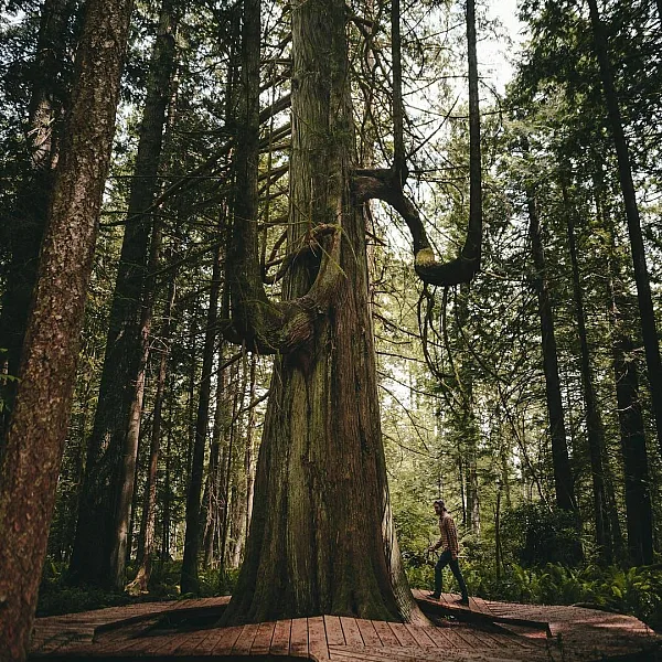 Durch den Wald auf Gabriola spazieren