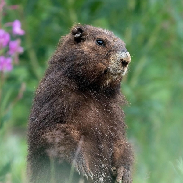 Endangered Vancouver Island Marmot